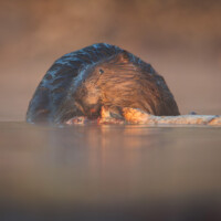 2025 Best Fauna - Beaver, Burnham Prairie by Scott Wedell