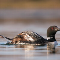 2025 Honorable Mention - Friendly Wave (Common Loon), Axehead Lake by Carlos Molano