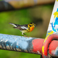2025 Honorable Mention - No. 2 (Blackburnian Warbler), LaBagh Woods by Riley Phoebus Mazock
