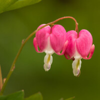 2025 Honorable Mention - Wild Bleeding Heart, McClaughrey Springs Woods by Tim Minnick