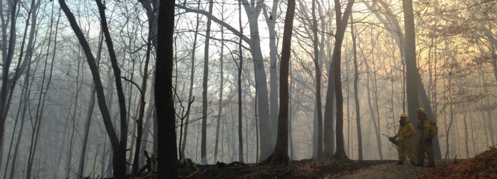 2015 Photo Contest Runner-up - "Prescribed Burn" at McClaughry Spring Woods near Palos by Daiva Gylys