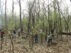 Unhealthy Woodland: Volunteers are cutting down the invasive tree European buckthorn.
