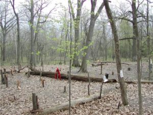 An Oak Woodland Revealed! The buckthorn stumps will be cut lower and native grass and flower seeds planted to speed the healing.