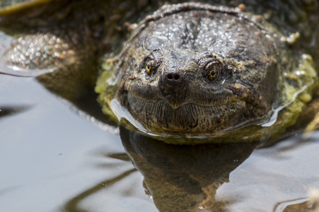 Best Fauna: Snapping turtle, Crabtree Nature Center near Barrington, Edward Boe