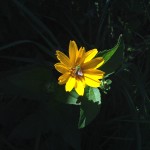Best Flora: Sunflower hosting bee, Eggers Woods near Chicago, Jaharha Pryor
