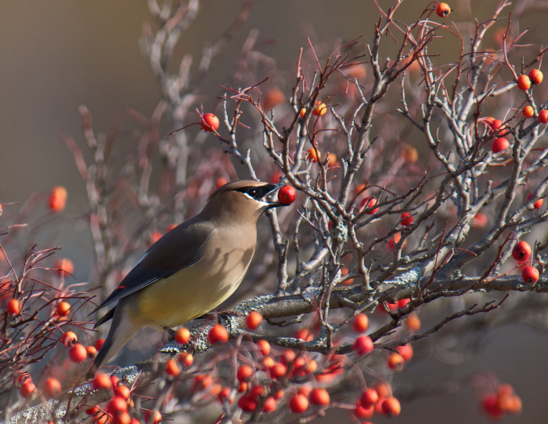 2012 Photo Contest Runner up: Cedar waxwing, Chicago Botanic Garden near Glencoe, Gerry Rivara