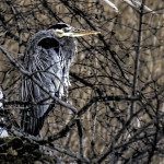 Runner Up: Blue Heron with icles on its chest, Busse Woods near Elk Grove Village, Wesley Iversen
