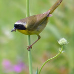 Runner Up: Common Yellowthroat on Rattlesnake Master with snack, Somme Nature Preserve near Northbrook, Lisa Culp