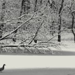 Runner Up: Duck in snow on pond, Trailside Museum near River Forest, Fidencio Marbella