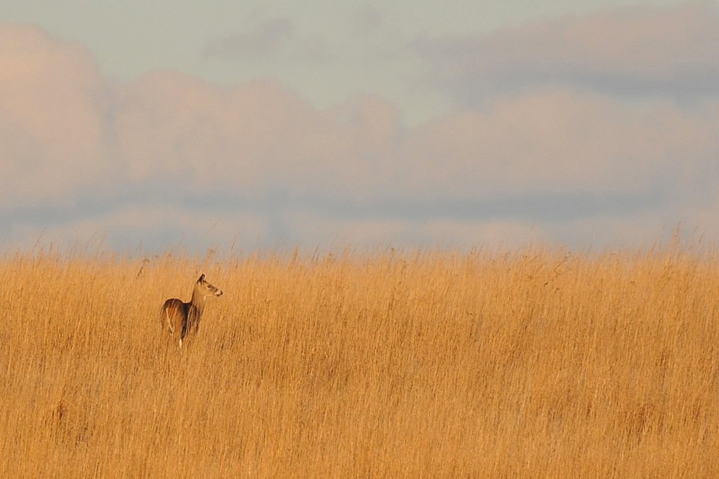 Second Place: White-tailed deer among Indian grass, Orland Grassland near Orland Park, Jeanne Muellner