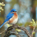 2013 Photo Contest Runner Up: Bluebird on burr oak, Somme Prairie Grove near Northbrook, Lisa Culp