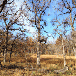2013 Photo Contest Runner Up: Burr oak savanna, Deer Grove East near Palatine, Daniel Suarez