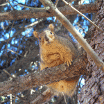 2013 Photo Contest Winner 2nd Place: Fox squirrel, Shoe Factory Road Woods near Elgin, Diana Carlson