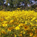 Sunflowers at Wolf Road Prairie by E.J. Neafsey of Western Springs