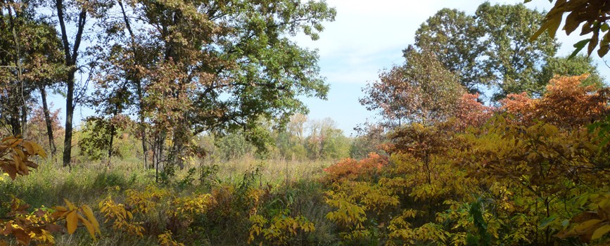 Third Place: Sand Ridge Nature Preserve, near Calumet City, Alice Brandon