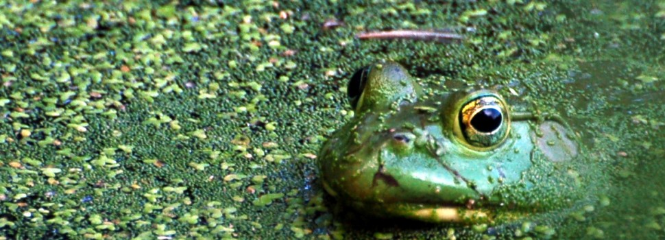 Second Place: Roger Keller, green frog, Hidden Pond near Hickory Hills