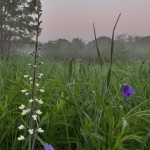 White Wild Indigo and Spiderwort, Powderhorn Prairie Nature Preserve, near Chicago, Robert Callebert