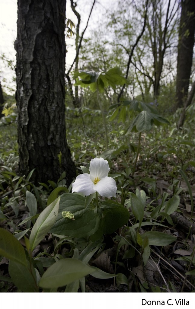 Best flora: White trillium, Thatcher Woods near River Forest, Donna Villa