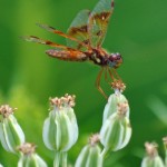 Best Fauna: Amberwing Dragonfly on Prairie Plantain, Somme Prairie Grove, near Northbrook, Lisa Culp