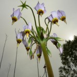 Best Flora: Shooting Star, Powderhorn Prairie Nature Preserve, near Chicago, Laura Milkert