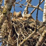 Great Horned Owlets, Somme Nature Preserve, near Northbrook, Lisa Culp