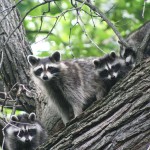Best Fauna: Biran Czarnik, raccoons, Salt Creek Trail near LaGrange Park