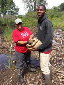 Calumet Invasive Species Conservation Corps crew leader Brenda Elmore and crew member Deshawn Johnson spread native seeds at Wentworth Prarie.