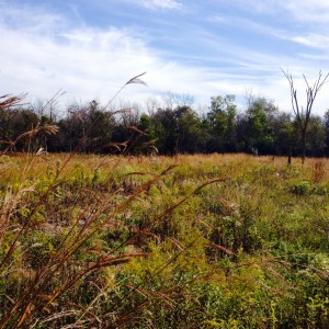 The restored prairie at Kickapoo Woods.