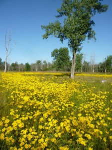 Swamp Marigold at Kickapoo: Removing invasive plants helps native plants thrive. 