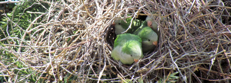 The Monk Parakeet has invaded Cook County, but it is beloved by many.