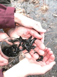 Volunteers used cups to collect the migrating salamanders to bring them safely to their pond across the salted parking lot.