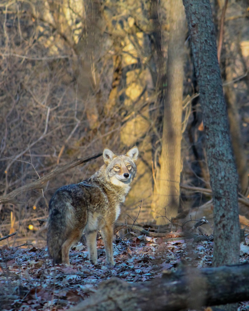 2015 Photo Contest Winner First Place- Coyote, LaBagh Woods near Chicago, Steven Bayer