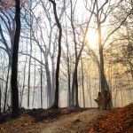 2015 Photo Contest Runner-up- Prescribed Burn, McClaughry Spring Woods near Palos, Daiva Gylys