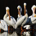 White pelicans in Willow Springs