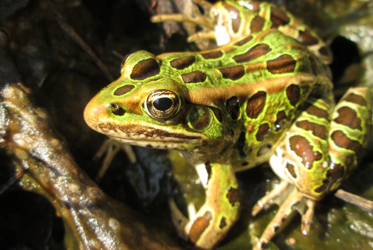 Amphibian breeding - Friends of the Forest Preserves