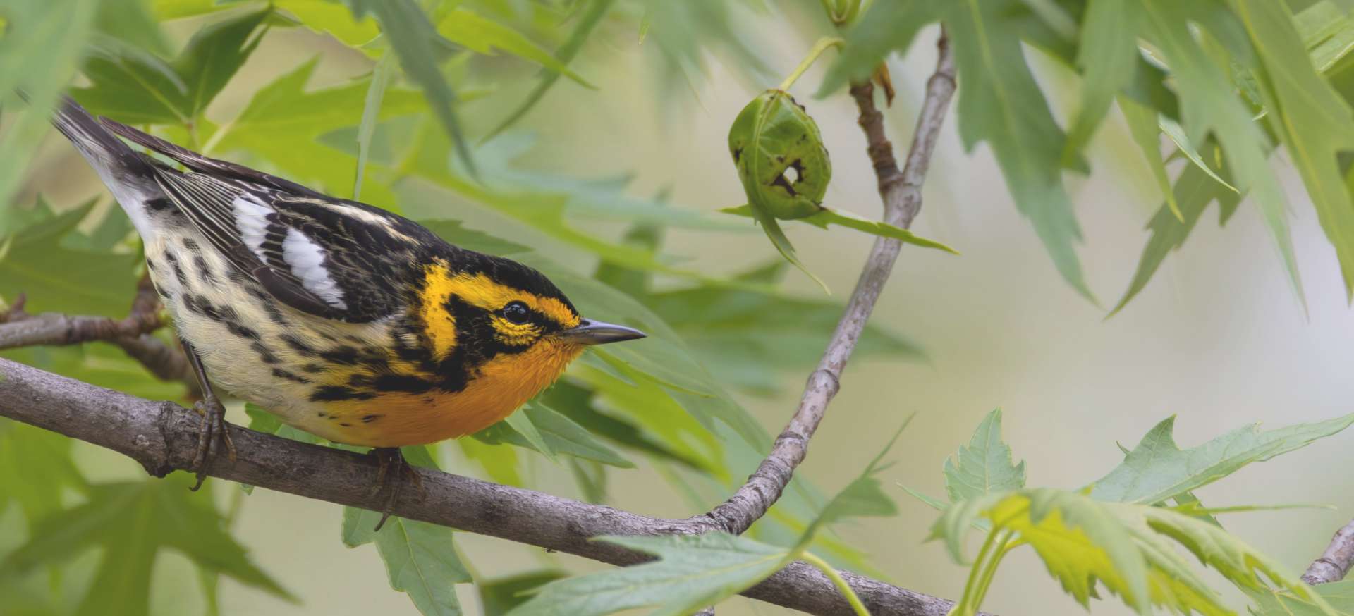 Photograph of blackburnian warbler bird on a branch