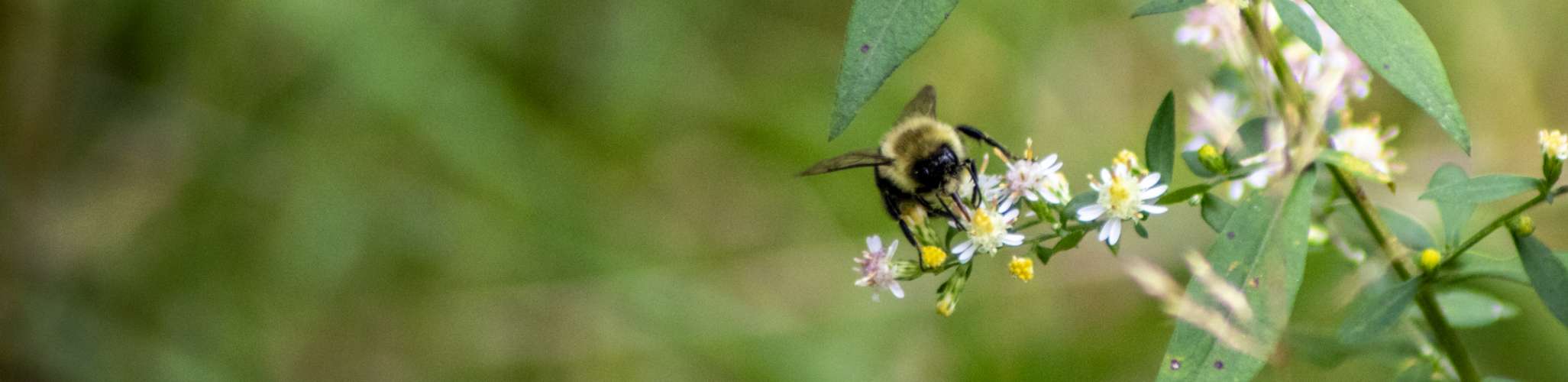 Bee landing on flower photograph