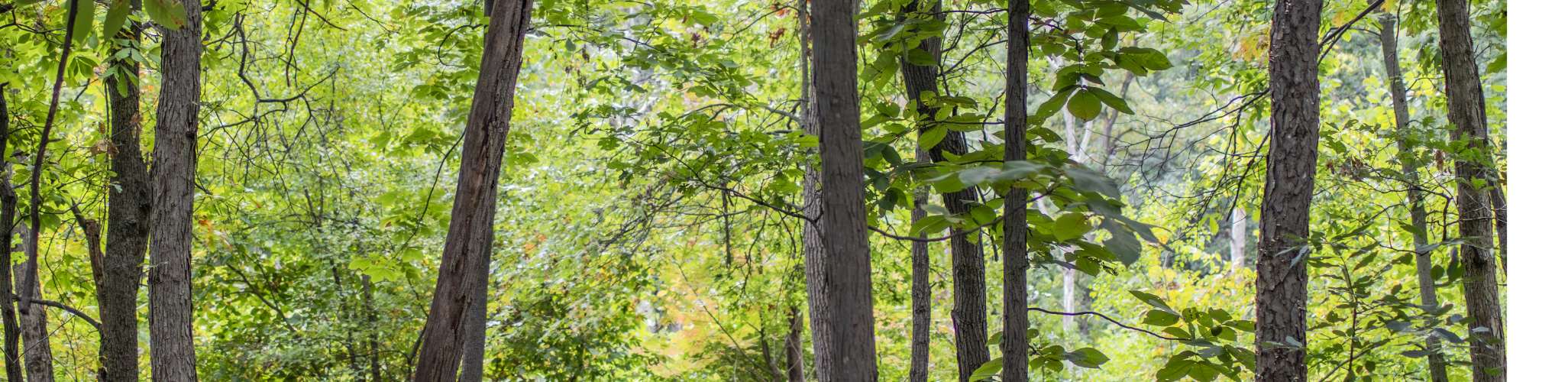 Forest leaves photograph