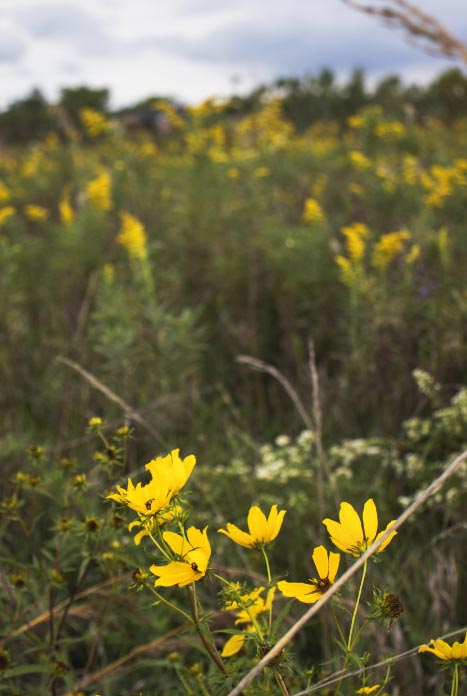 Photograph of wildflowers in a field