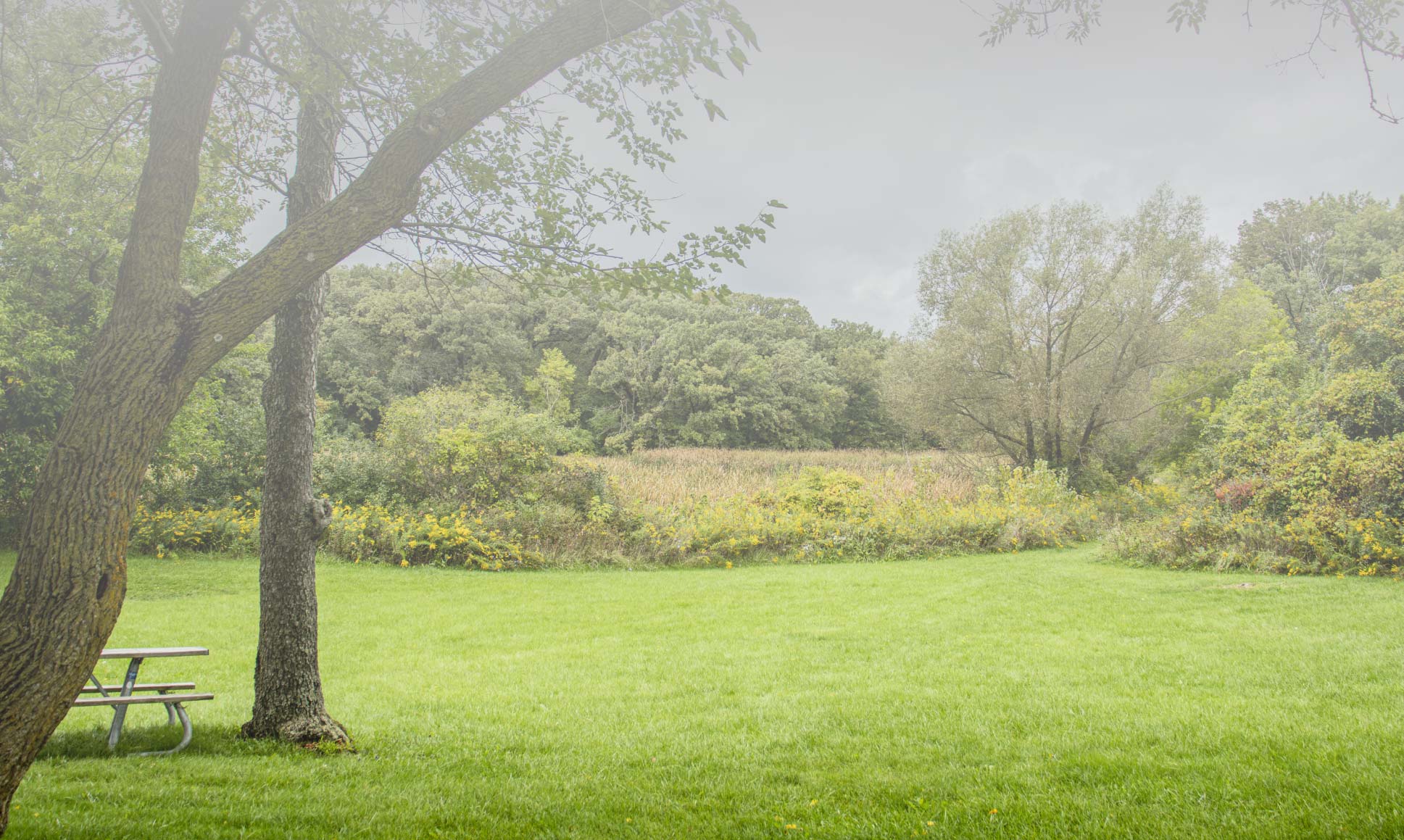 Photo of picnic bench in a grassy clearing