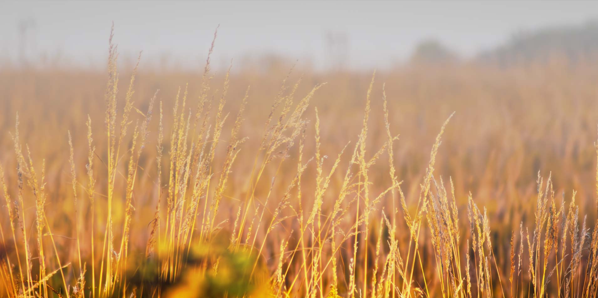 Wild grasses photograph