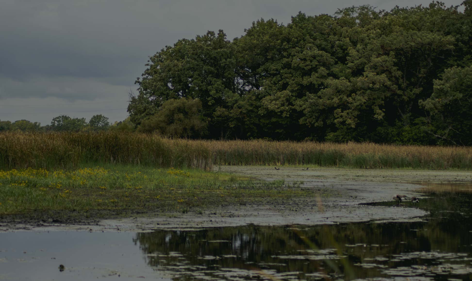 Wetlands photograph