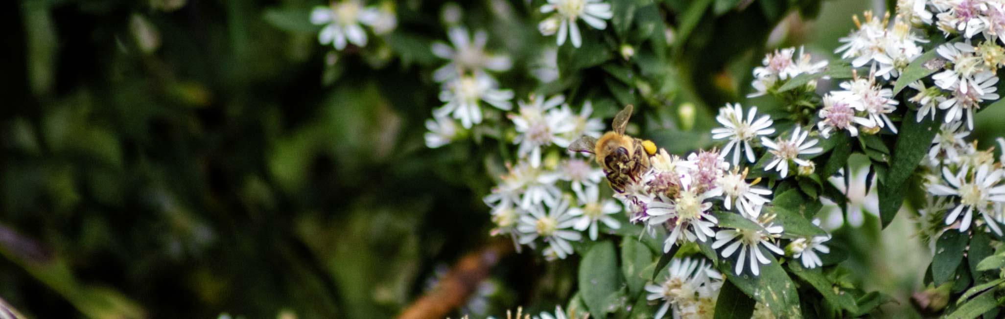 Photograph of bee on a flower