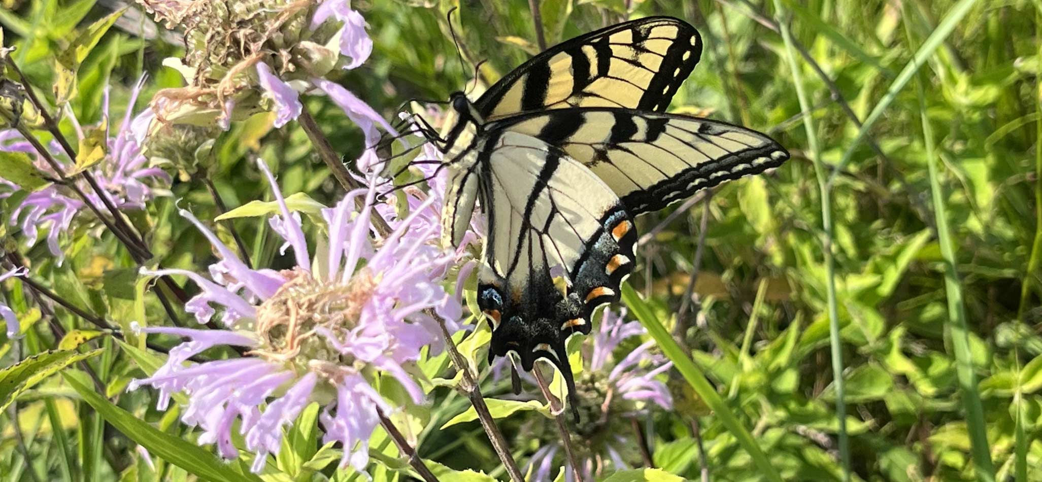 Photograph of butterfly landing on wildflower