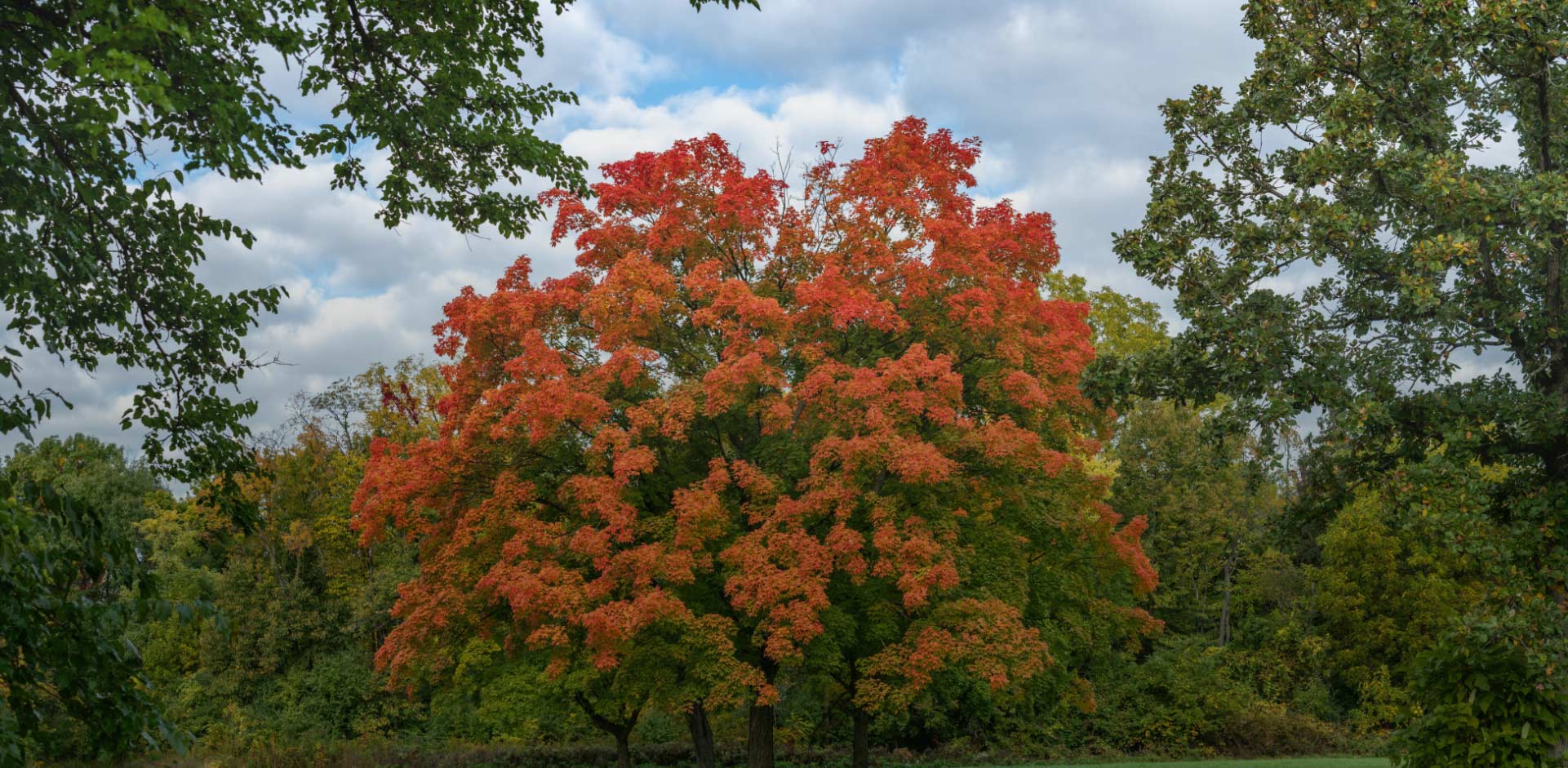 Colorfull tree photo