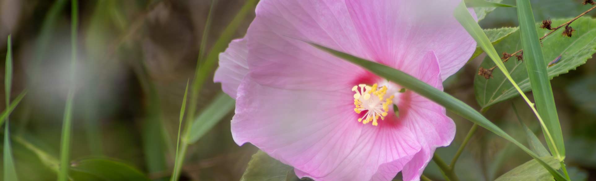 close up of pink flower photo