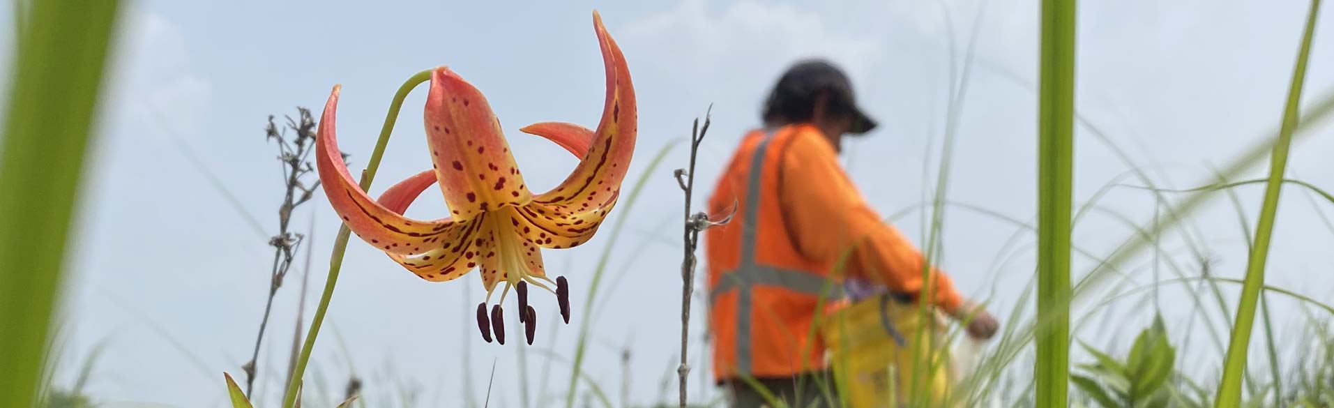 close up of an exotic flower with worker in the background