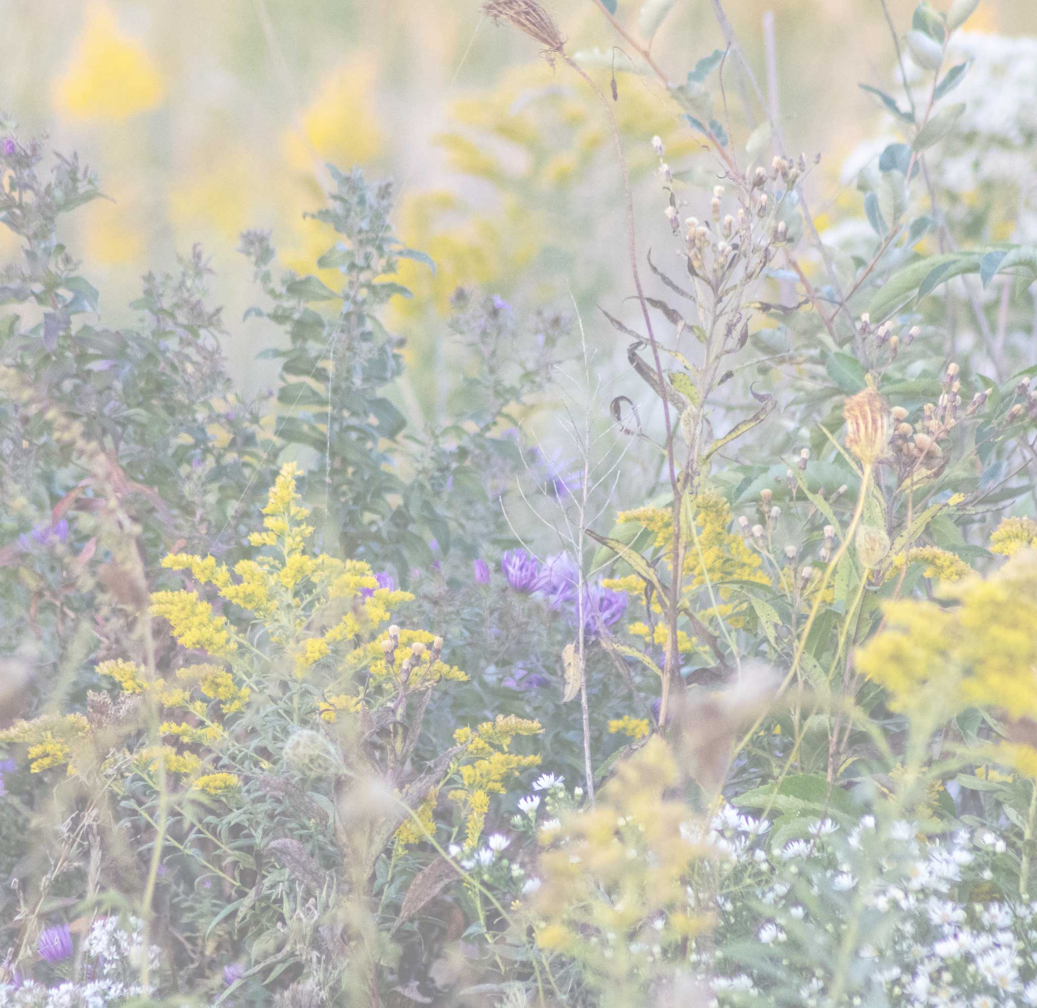 Wildflowers closeup photograph