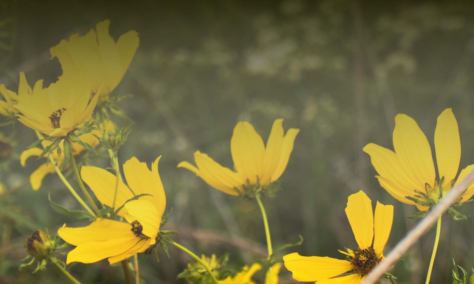 Photograph of yellow flowers