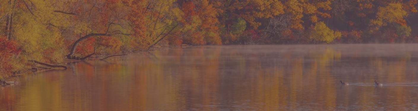 Lake with leaf reflection and ducks